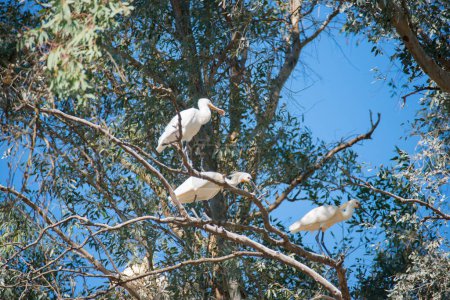 Three common spoonbills on a tree. Donana National Park, Spain