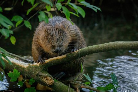 Hungry beaver. Wild European beaver, Castor fiber, sitting on felled tree in water and gnawing bark from branches. Brown furry animal with long flat tail. Largest European rodent in nature habitat.