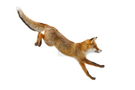 Foto de Fox long jump. Red fox, Vulpes vulpes, isolated on white background. Wild vixen hunting in winter forest. Orange fur coat animal in habitat. Clever beast with fluffy tail. Action wildlife. Cute fox. - Imagen libre de derechos