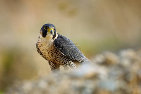 Falke bei Sonnenuntergang. Wanderfalke, Falco peregrinus, thront auf einer Klippe. Majestätischer Greifvogel in natürlichem Lebensraum. Wilde Natur. Anerkannter Falknervogel. Schnellstes Tier der Welt.