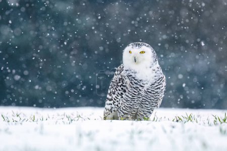 Photo for Snowy owl, Bubo scandiacus, perched in snow during snowfall. Arctic owl surrounded by snowflakes. Beautiful white polar bird with yellow eyes. Winter in wild nature. Predator in habitat. Polar animal. - Royalty Free Image