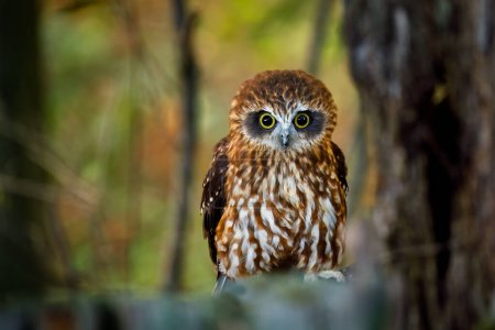 Adorable owl. Detail of Australian boobook, Ninox boobook, perched in eucalypt forest. Smallest owl on Australian mainland. Beautiful brown owl with yellow eyes. Autumn in nature. Wildlife.