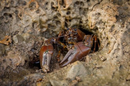 Signalkrebse, Pacifastacus leniusculus, klettert aus einer Höhle im schlammigen Teichboden. Nordamerikanische Krebse, invasive Arten in Europa, Japan, Kalifornien. Süßwasserkrebse in natürlichem Lebensraum.