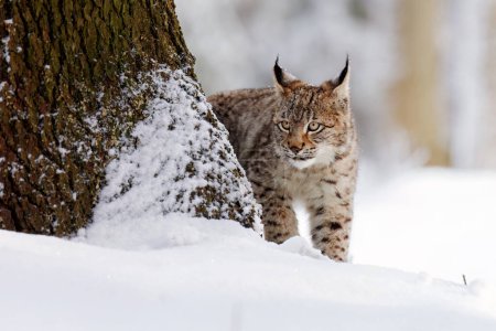 Lynx cub in snowy forest. Young Eurasian lynx, Lynx lynx, creeps from behind tree. Beautiful wild cat in winter nature. Animal with spotted orange fur. Beast of prey in frosty day. Predator in habitat