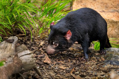 Tasmanian devil, Sarcophilus harrisii, in bush. Australian masupial walking in grass and bracken, nose down and shiffs about food. Endangered carnivorous animal with black fur and red ears.