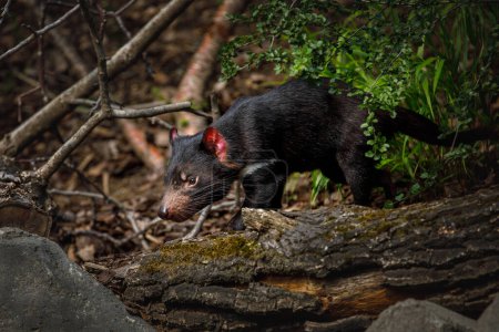 Tasmanian devil, Sarcophilus harrisii, in bush. Australian masupial walking on rotten tree trunk, nose down and shiffs about food. Endangered carnivorous animal with black fur and red ears.