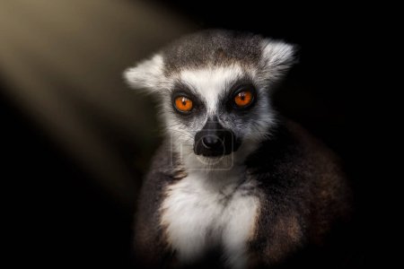 Porträt eines jungen Ringelschwanzmaki, Lemurenkatze, sitzend im dunklen Wald, beleuchtet von Sonnenstrahlen. Primat mit schönen orangefarbenen Augen. Gefährdetes Tier. Wildtiere. Niedliches Säugetier. Lebensraum Madagaskar, Afrika.