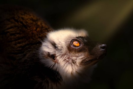 Ins Licht. Männchen des Weißstirnmaki, Eulemur albifrons, blickt in die Sonnenstrahlen auf, die von den Ästen kommen. Porträt der schönen Primaten im dunklen Wald. Wildtiere. Lebensraum Madagaskar, Afrika