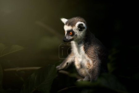 Portrait of young ring-tailed lemur, Lemur catta, sitting in dark forest lighted by sun rays. Primate with beautiful orange eyes. Endangered animal. Wildlife. Cute mammal. Habitat Madagascar, Africa.
