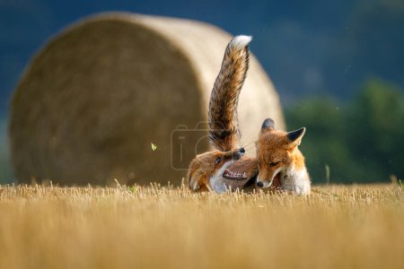 Clash of two foxes. Hungry red foxes, Vulpes vulpes, fight for field territory after corn harvest. Natural beast behavior. Exciting scene from wildlife. Summer nature, sunset. Cute animals in habitat.