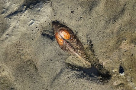Detalle del mejillón cisne, Anodonta cygnea, arrastrándose en el barro en el fondo del estanque. Mejillón de agua dulce en hábitat. Molusco con concha dejando rastro en barro.