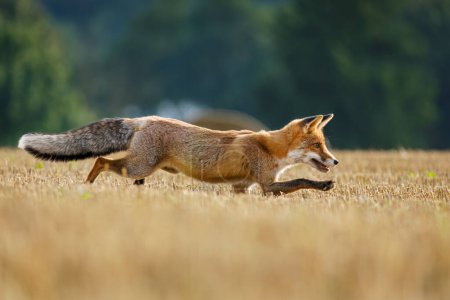 Hunting fox. Young red fox, Vulpes vulpes, creeps on stubble and hunts voles. Fox cub sniffs on field after corn harvest. Beautiful orange fur coat animal with long fluffy tail. Beast in summer nature