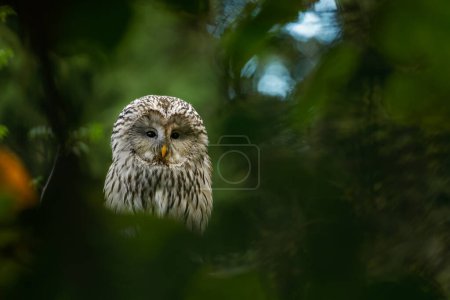Hidden owl. Ural owl, Strix uralensis, perched on old oak tree covered by green leaves. Beautiful grey owl in nature habitat. Bird of prey in green forest. Wildlife nature. Hunting raptor in habitat.