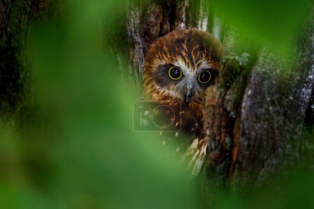 Owl hidden portrait. Detail of Australian boobook, Ninox boobook, perched in eucalypt forest. Smallest owl on Australian mainland. Beautiful brown owl with yellow eyes. Autumn in nature. Wildlife.