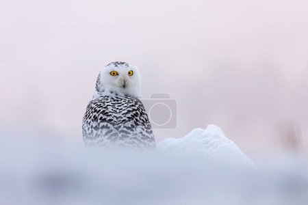Búho al amanecer helado. Búho nevado, Bubo scandiacus, posado en la nieve. Búho ártico mirando por encima del hombro. Hermoso pájaro de presa polar blanco con ojos amarillos. Invierno en naturaleza salvaje. Raptor de caza.