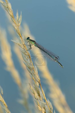 Detalle del macho damisela. Damselfly azul, Coenagrion puella, encaramado en la hoja de hierba al atardecer. Naturaleza de vida silvestre. Fotografía macro. Comúnmente se encuentran alrededor de estanques y lagos. Verano.