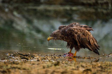 Sea eagle with caught fish. White-tailed eagle, Haliaeetus albicilla, tears killed capr, Cyprinus carpio, on shore of lake. Majestic bird hunting. Wildlife autumn nature. The largest eagle in Europe.