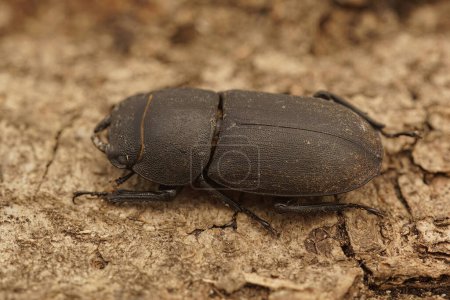 Foto de Primer plano del escarabajo menor, Dorcus parallelipipedus en Gard, Francia - Imagen libre de derechos