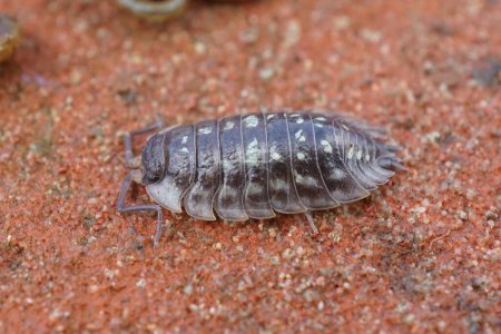 Photo for Detailed closeup on a common grey shiny woodlouse, Oniscus asellus , sitting on a red brick - Royalty Free Image