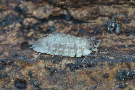 Téléchargez les photos : Gros plan détaillé sur un cloporte gris brillant commun, Oniscus asellus, assis sur le sol de la forêt - en image libre de droit