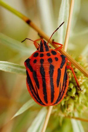 Detailed closeup on the brilliant red colored Mediterranean striped shieldbug , Graphosoma semipunctatum