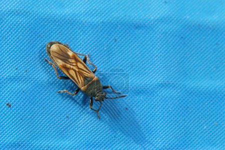 Detaillierte Nahaufnahme des kleinen europäischen Käfers Ischnodemus sabuleti auf blauem Plastik im Garten