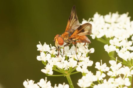 Téléchargez les photos : Gros plan détaillé sur une mouche tachinide européenne colorée, ectophasie, crassipennis assis sur une fleur blanche - en image libre de droit