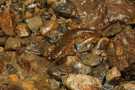 Gros plan sur la rare et protégée salamandre torrentielle californienne, Rhyacotriton variegatus assise dans un suintement