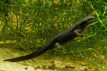 Photo for Closeup on an aquatic adult female Japanese firebellied newt, Cynops pyrrhogaster underwater - Royalty Free Image