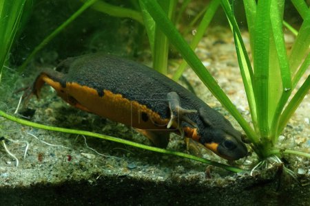 Photo for Closeup on an aquatic adult female Japanese firebellied newt, Cynops pyrrhogaster searching for food underwater - Royalty Free Image