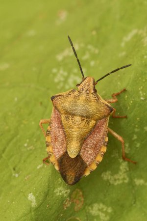 Photo for Detailed vertical closeup on the colorful Carpocoris fuscispinus shieldbug sitting on a green leaf - Royalty Free Image