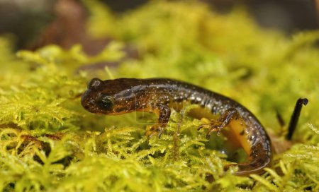 Natural closeup on the rare Olympic torrent salamander, Rhyacotriton olympicus sitting on green moss