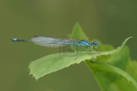 Foto de Primeros planos detallados sobre una mosca damisela azul común, Enallagma cyathigerum, encaramado en la vegetación - Imagen libre de derechos