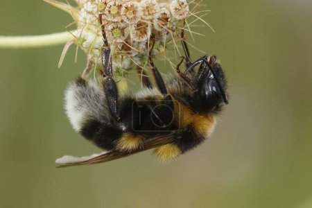 Foto de Primer plano detallado de un gran jardín reina o abejorro ruderal abejorro, Bombus rudateratus - Imagen libre de derechos