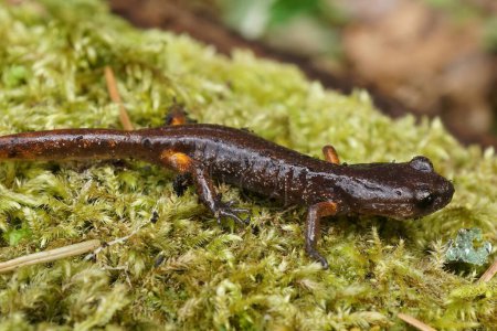 Foto de Primer plano de un joven del norte de Oregon Ensatina eschscholtzii oregonensis salamandra sentado en el musgo verde - Imagen libre de derechos