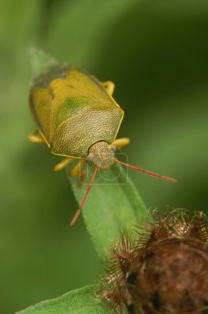 Foto de Primeros planos detallados sobre un colorido insecto escudo gorse adulto, Piezodorus lituratus sentado en la vegetación - Imagen libre de derechos