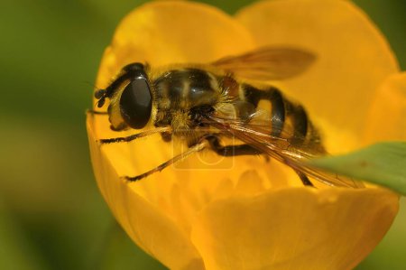 Foto de Primeros planos detallados de una mosca voladora Deadhead, Myathropdea florea, sentada en una flor de buttercup amarilla, Ranuculus - Imagen libre de derechos