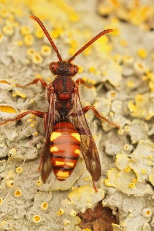 Foto de Primer plano dorsal vertical natural en la colorida abeja de cuco Nomad de Panzer roja y amarilla, Nomada panzeri - Imagen libre de derechos