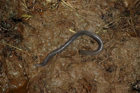 Closeup on a rarely photograhped African Amphibian Caecilian, Geotrypetes seraphinii in muddy soil