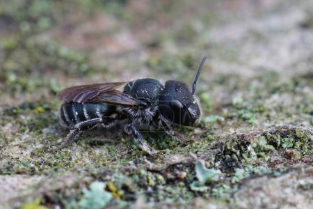 Téléchargez les photos : Gros plan sur une petite femelle sombre Bule maçon abeille, Osmia caerulescens assis sur du bois - en image libre de droit