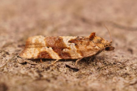 Téléchargez les photos : Gros plan détaillé sur un petit papillon tortricidé brun, Argyrotaenia ljungiana - en image libre de droit