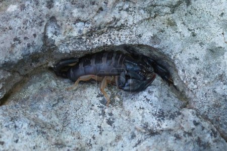 Foto de Primer plano natural de un escorpión de cola amarilla europeo, Euscorpius flavicaudis - Imagen libre de derechos