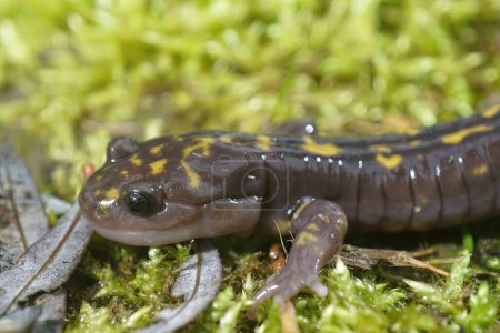 Foto de Primer plano de la amenazada Gorgan Mountain Salamander, Paradactylodon gorganensis sobre musgo - Imagen libre de derechos