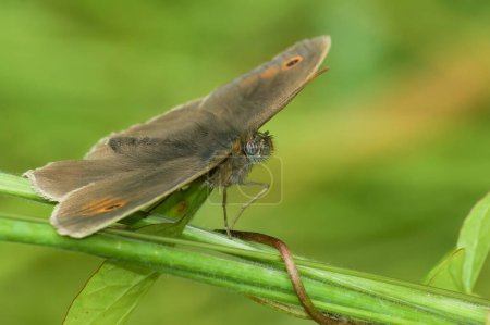 Primer plano natural sobre una mariposa marrón del prado, Maniola jurtina sentado con las alas abiertas anchas en la hierba