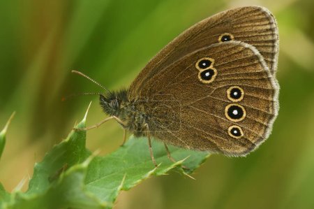 Natural closeup of the brown rignlet butterfly, Aphantopus hyperantus sitting in the vegation