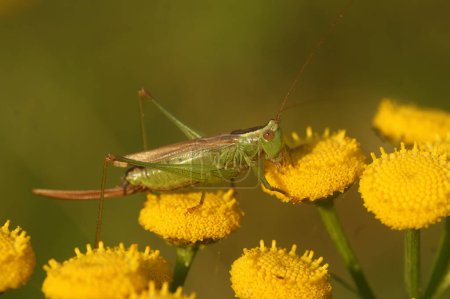 Photo for Natural closeup on the long-winged conehead bush-cricket , Conocephalus fuscus sitting on yellow tansy flowers - Royalty Free Image