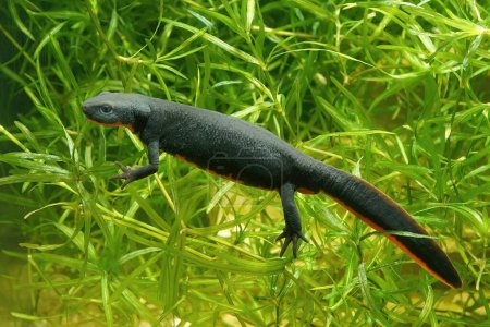 Photo for Closeup on an aquatic adult female Chinese fire-bellied newt, Cynops orientalis , underwater - Royalty Free Image