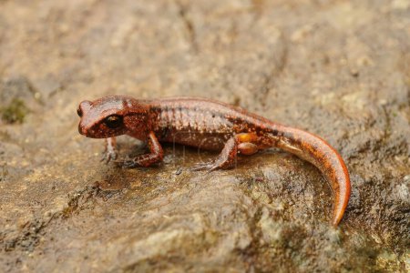 Foto de Primer plano detallado de una salamandra Ensatina eschscholtzii juvenil en el área de la ciudad de Crescent, California - Imagen libre de derechos