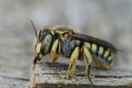 Téléchargez les photos : Gros plan détaillé sur une femelle adulte Florentine Woolcarder Bee, Anthidium florentinum assise sur du bois - en image libre de droit