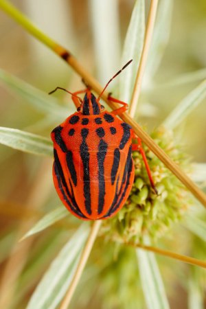 Photo for Detailed closeup on the brilliant red colored Mediterranean striped shieldbug , Graphosoma semipunctatum - Royalty Free Image